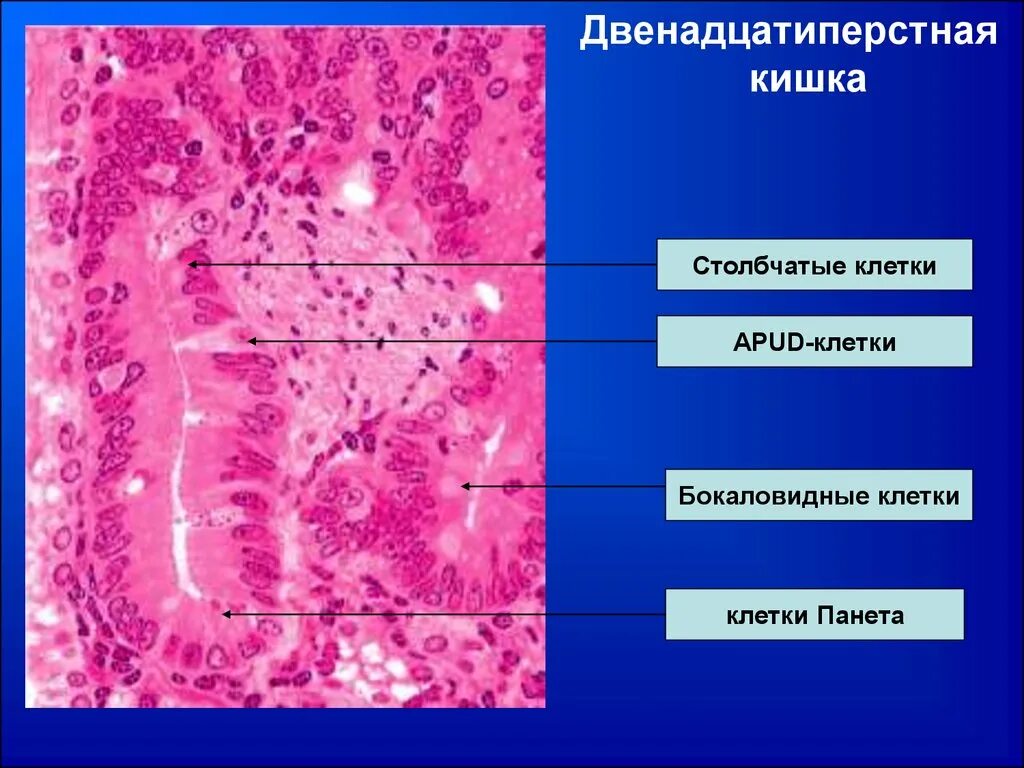 12 кишка гистология. 12 кишка гистология
