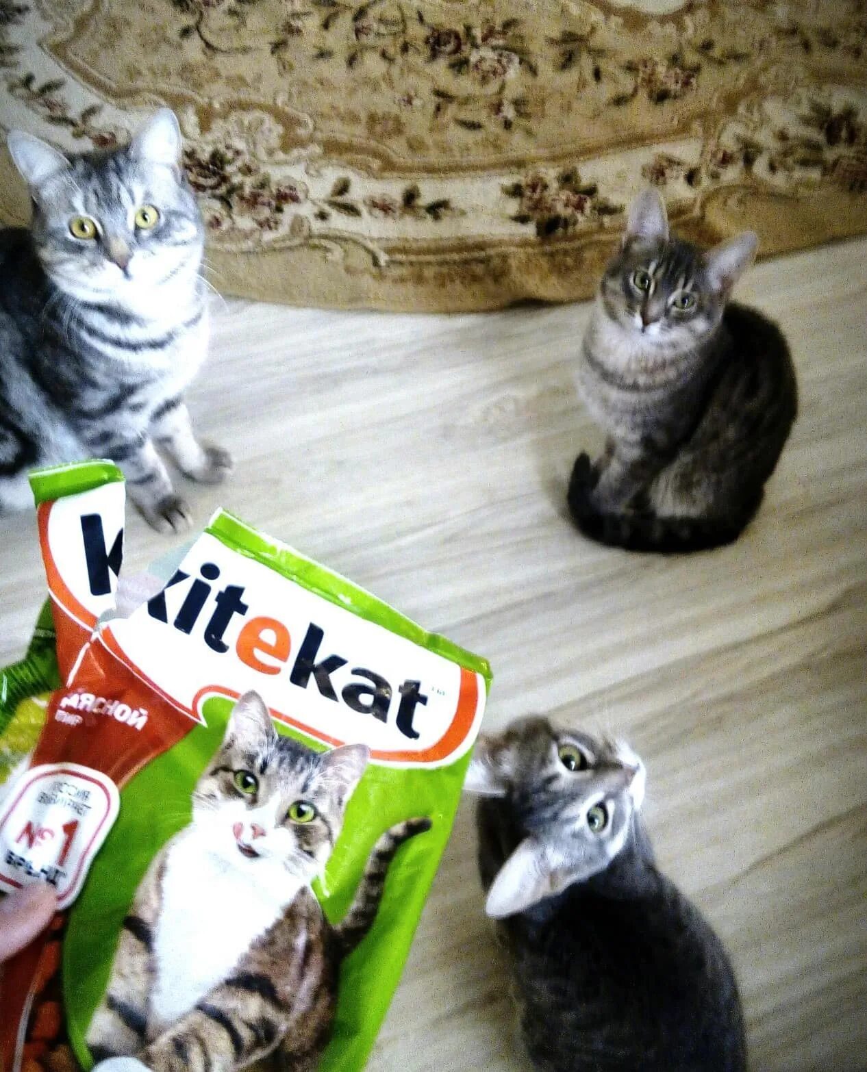 Кошки отзывы. Кот Борис из рекламы Китекат. Китикет порода кота. Китекет 2.9. Порода кота из рекламы Китекат.