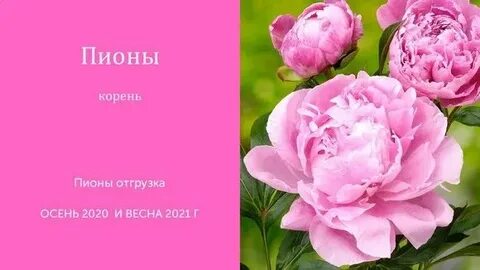 Русский огород интернет саженцы каталог 2020