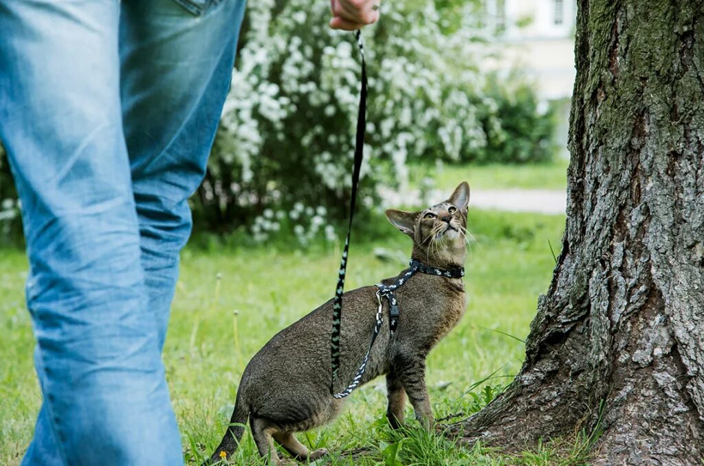 Как приучить кота к улице
