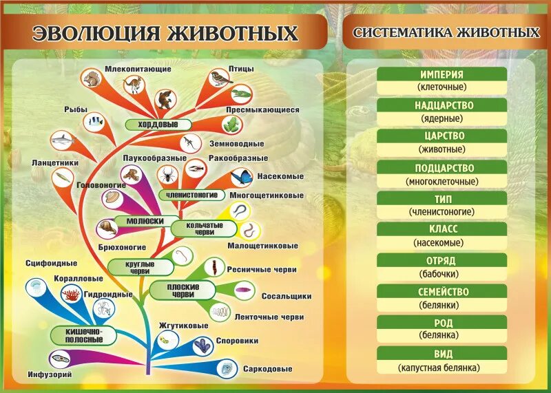 Систематика. Систематику животных. Эволюция животных. Современная систематика животных.