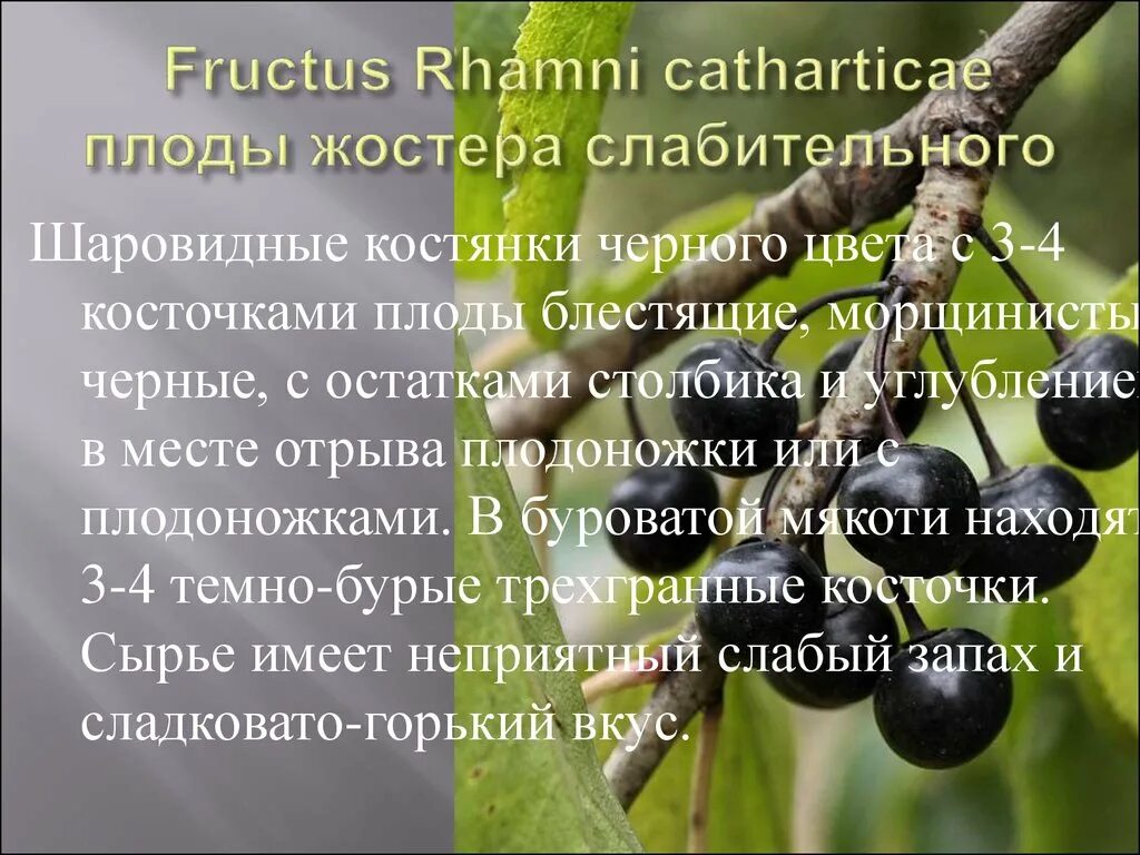 Rhamni catharticae Fructus. Сырье жостера слабительного. Жостера слабительного плоды сырье.