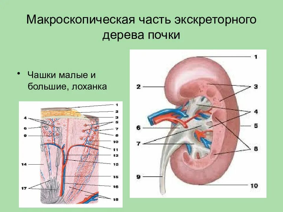 Эмбриональная форма экскреторного дерева почки. Экстретрное дерево аочки. Экскреторное дерево почки анатомия. Малые и большие чашки почки.