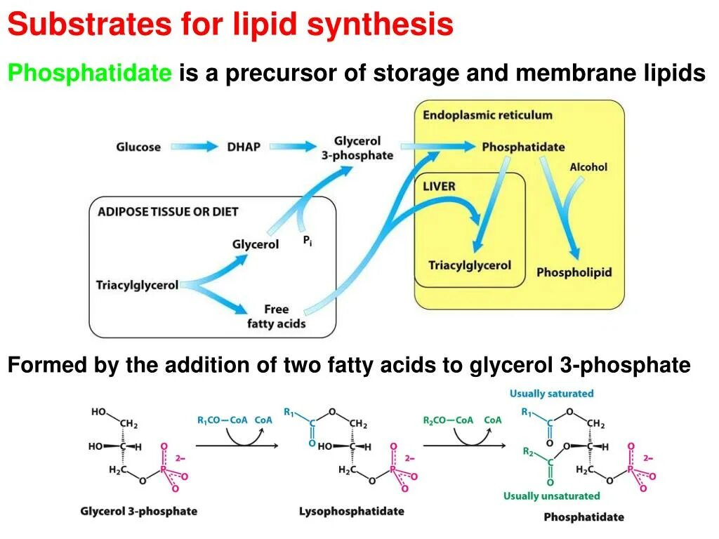 Am synthesis. Lipid Synthesis. Membrane lipids. Synthesis of unsaturated fatty acids. Triacylglycerol.