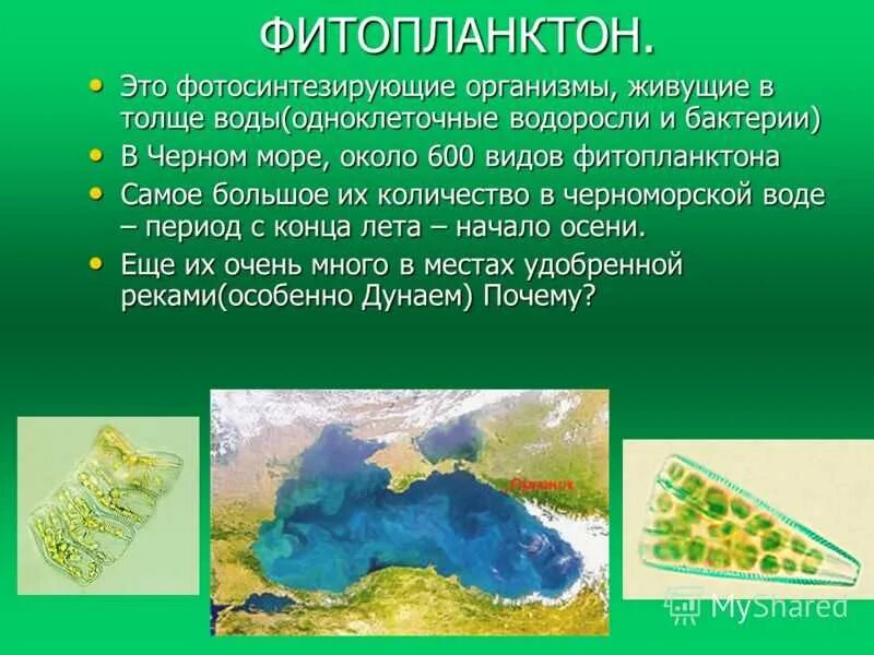 Какие водоросли образуют