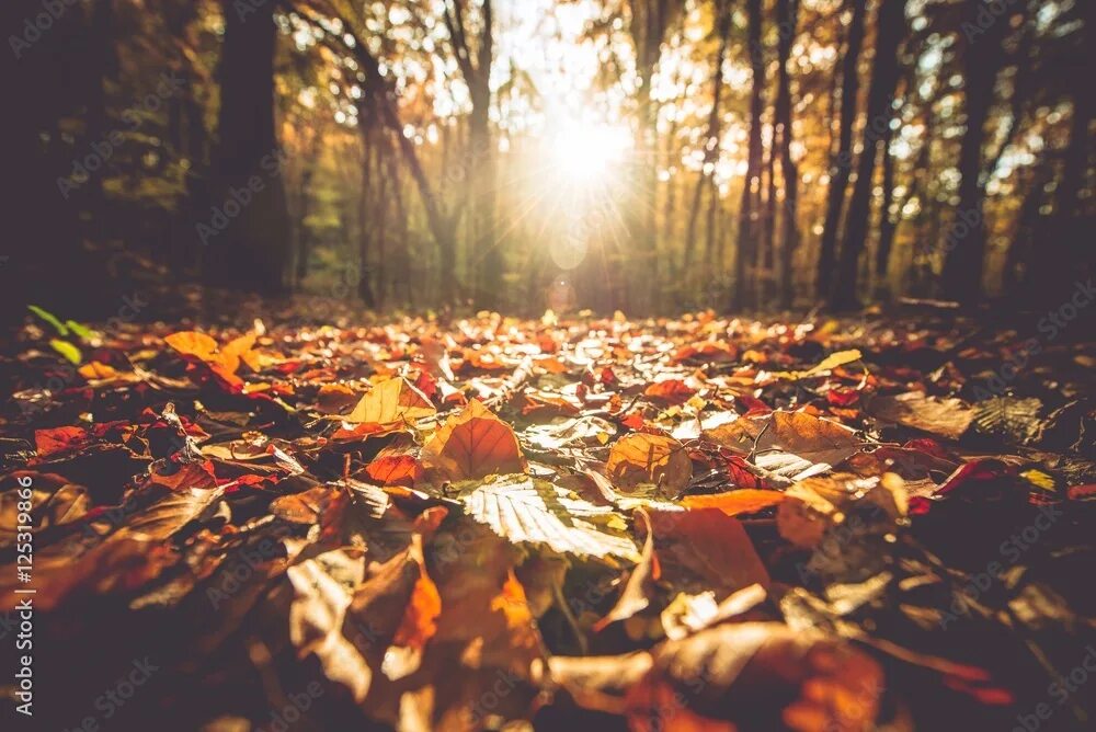 Is a fall. Осенний плейлист. осень стоковые фото. fel. fall.