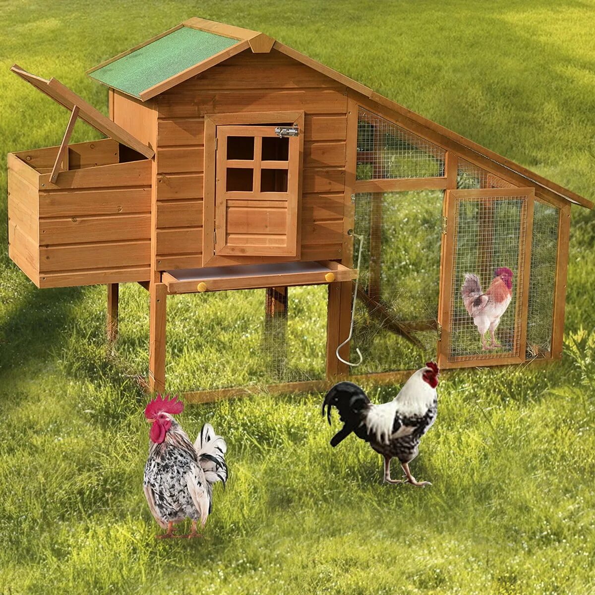 Содержание куриц в деревне