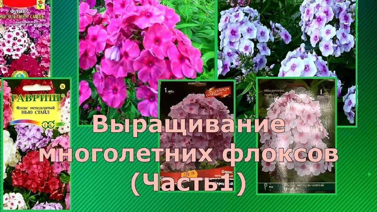 Флокс семенами на рассаду в домашних условиях. Флокс метельчатый семенами многолетние. Семена многолетних флоксов метельчатых. Флокс метельчатый семена. Флоксы многолетние корневища.