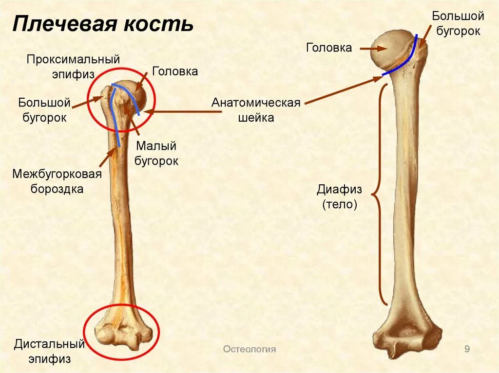 Картинки КОСТИ ЛЕВОГО ПЛЕЧА