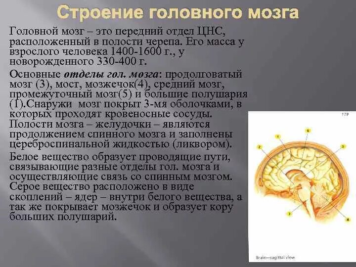 Полости мозга заполнены. Физиология головного мозга. Физиология головного мозга кратко. Строение и физиология головного мозга кратко. Гигиена головного мозга.