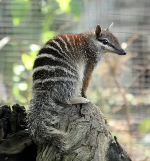 Numbat