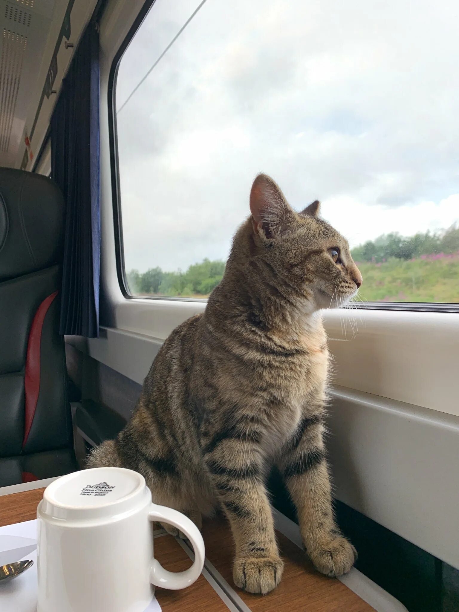 Кот едет. Коты в поезде. кот в электричке. кот едет в поезде. плед с кошками.