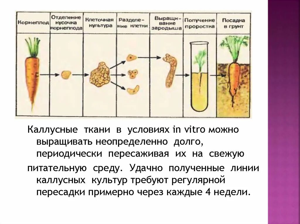 Получение растений из каллусной ткани. Метод каллусной ткани. Культивирование каллусных тканей. Выращивание растений из каллусной ткани. Установите последовательность этапов выращивания растения