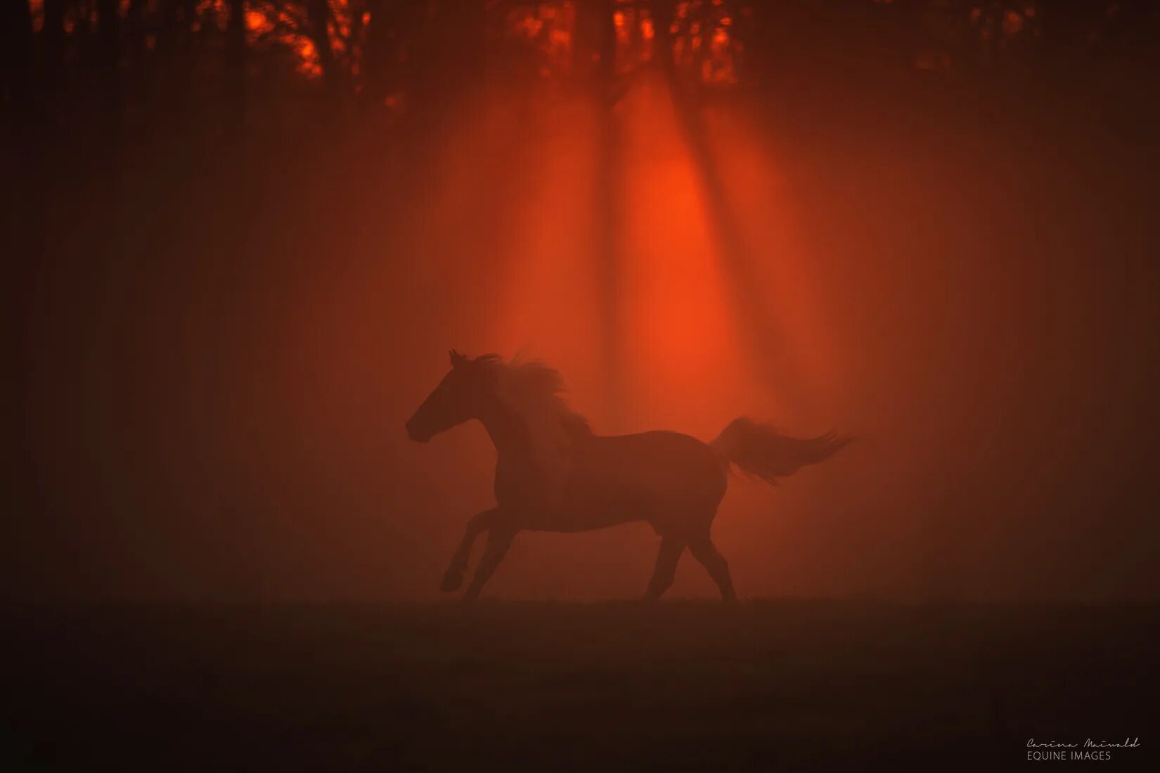 Лошадь в темноте. Лошадь в лучах солнца. Силуэт лошади на закате. Фотографы лошадей.