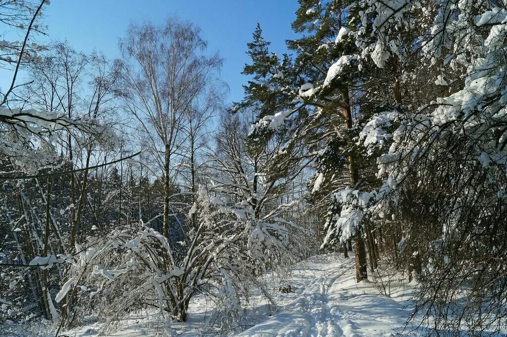 Деревья Подмосковья зимой. Крымский зимний лес. Дикие тропы Кострома. Подмосковная зима