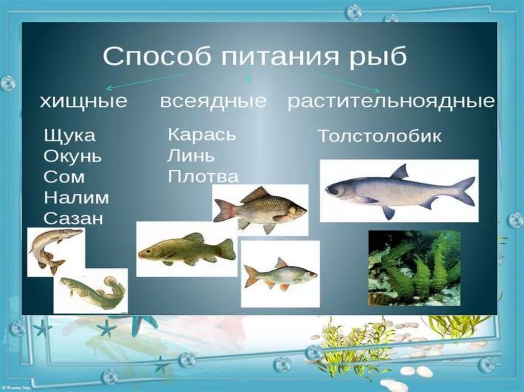 Рыбы 2 класс