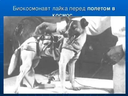 Полет собаки лайки