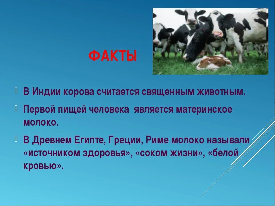 Сообщение животноводство корова 3 класс. Интересные коровы. интересные факты о коровах. удивительные факты о коровах.