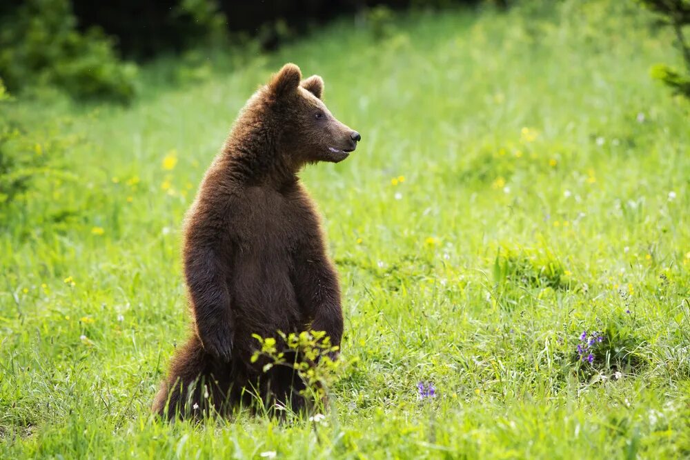 Gallery - Bears