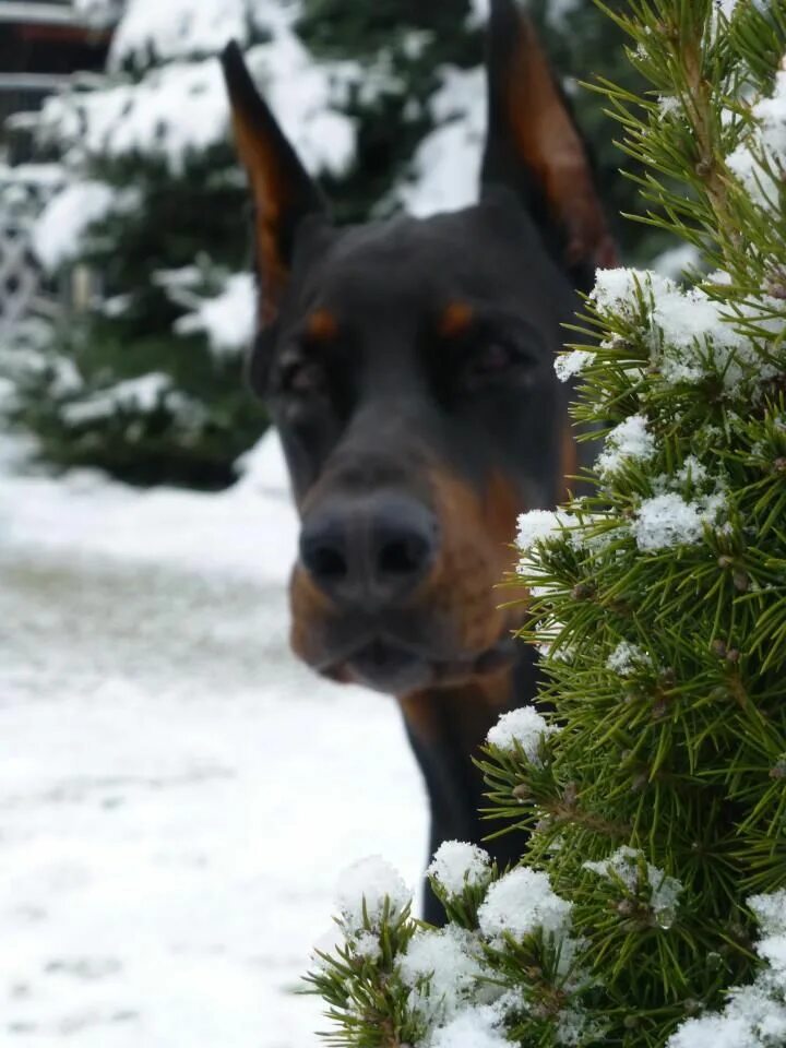 Доберман. Серебряный доберман. Новый доберман. Доберман и хаски. Снежный доберман.