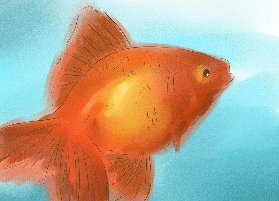 Рыбка Комета вуалевая. Золотая рыбка самка. Золотая рыбка шубункин. Комета Золотая рыбка самец.