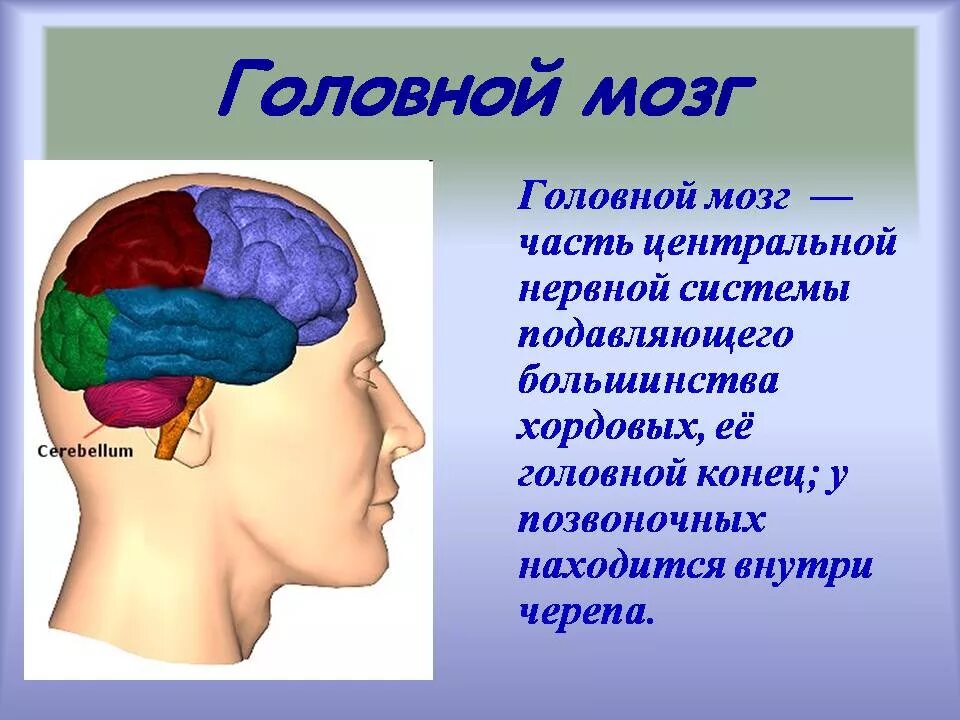 Презентации на тему мозга. Головной мозг. Строение головного мозга. Головной мозг презентация. Строение головного мозга человека.