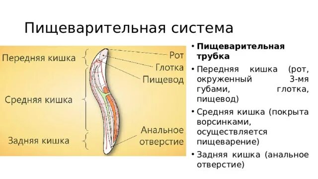 Слепо замкнутую пищеварительную систему имеют. Пищеварительная система круглых червей. Анальное отверстие у плоских червей. Анальное отверстие у круглых червей. Тип круглые черви пищеварительная система.