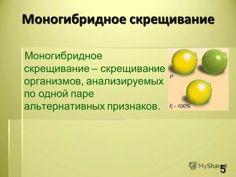 Расщепление признаков при моногибридном скрещивании