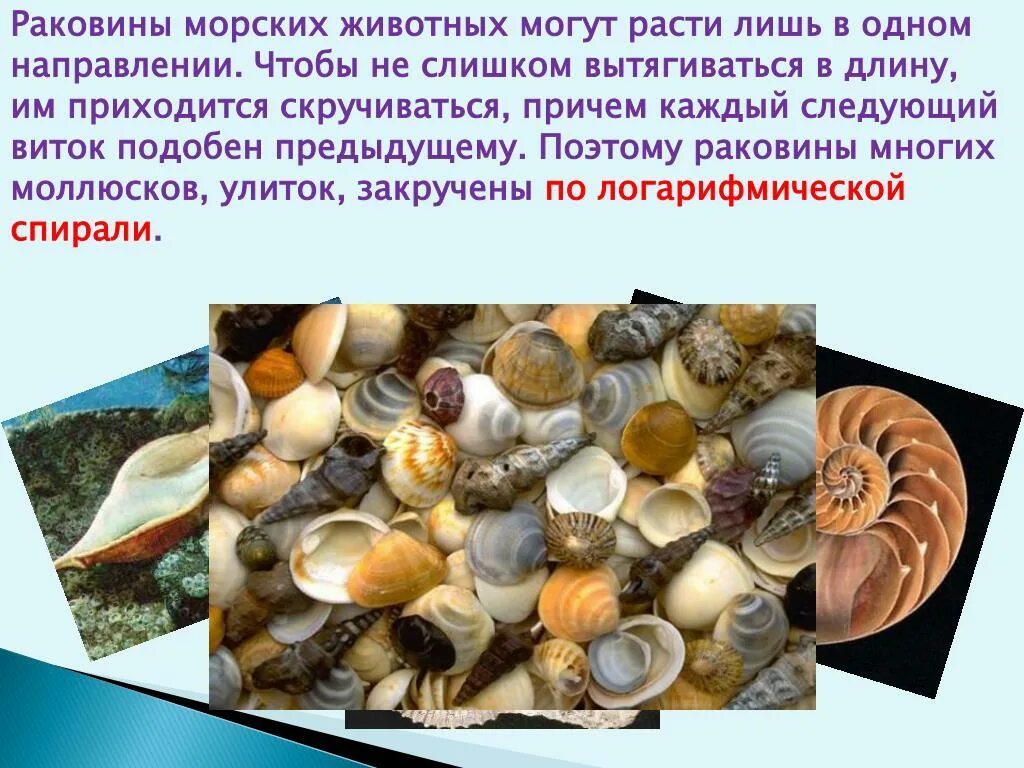 Раковины моллюсков. Раковины морских животных. Ракушки моллюсков. Морские обитатели с раковиной. Защита моллюска