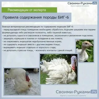 Какую температуру выдерживают индюки