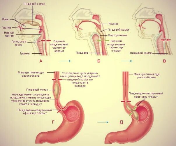 Продвижение пищи по пищеводу. Продвижение пищевого комка по пищеводу. Схема формирования пищевого комка. Комок в пищеводе