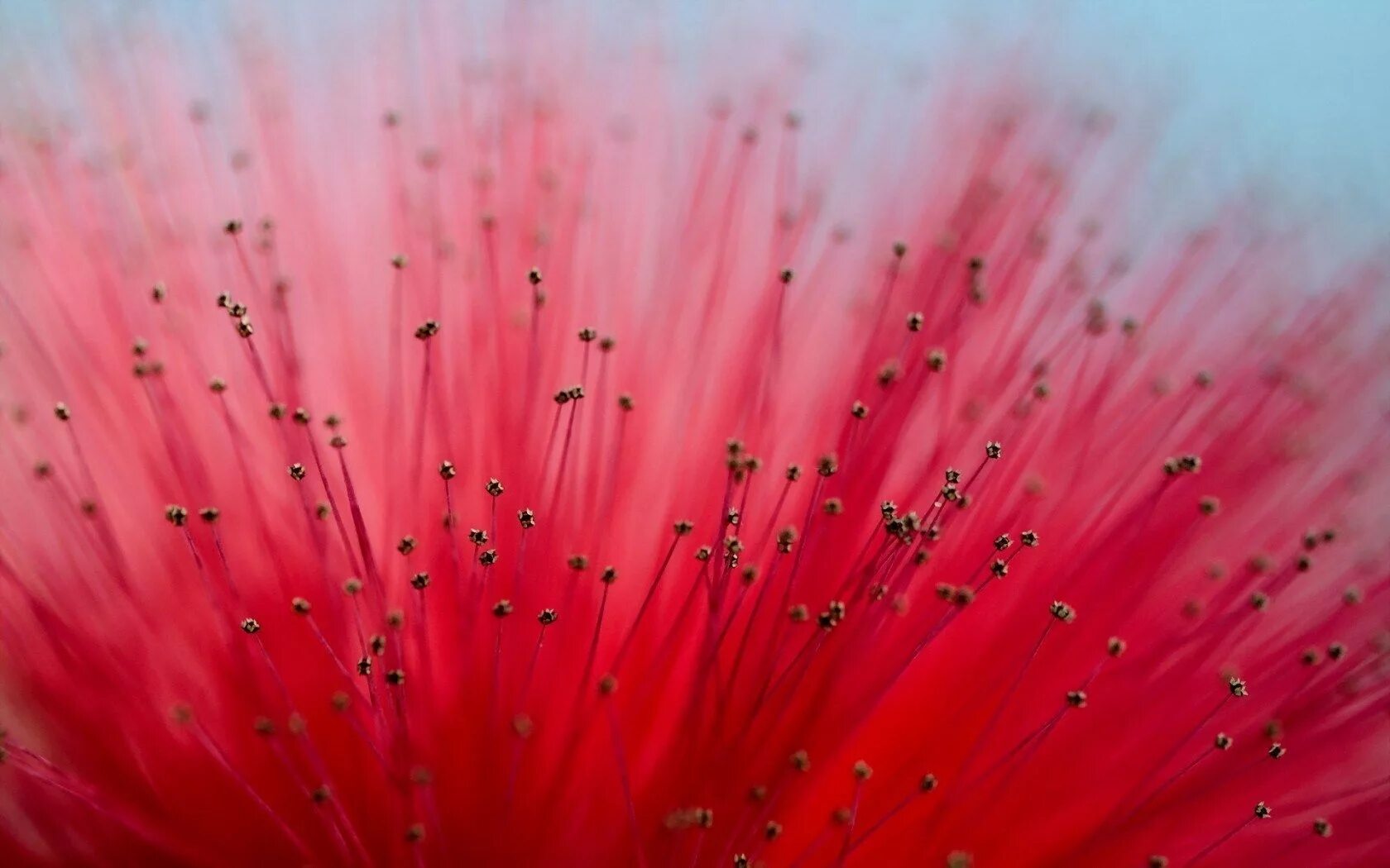 Flowered up