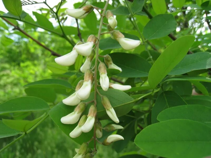 Карагана древовидная (caragana arborescens). Карагана древовидная lorbergii. Древовидная акация семена. Робиния псевдоакация (robinia pseudoacacia). Акация карагана древовидная.
