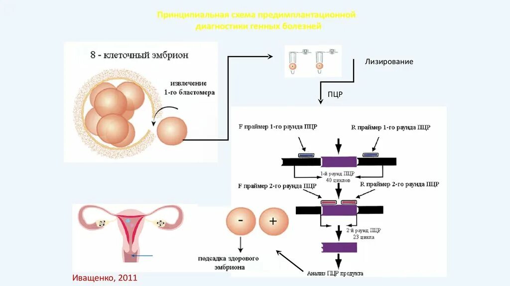 Бластоциста. 3 клеточный эмбрион. 3 клеточный эмбрион. 3 клеточный эмбрион. 4 и 8 клеточный эмбрион.