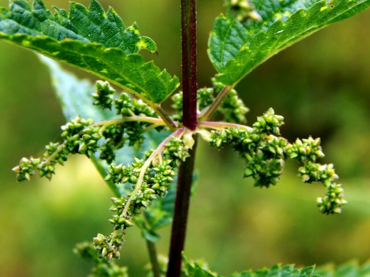 Крапива двудомная (Urtica dioica). Крапива плосколистная. Соцветие крапивы двудомной. Крапива жгучая (Urtica urens). Крапива болезнь