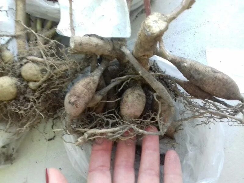 Когда доставать георгины на проращивание из подвала. Черенкуем георгины клубневые. георгин с клубеньками. георгины проращивание клубней. пророщенное корневище георгин.