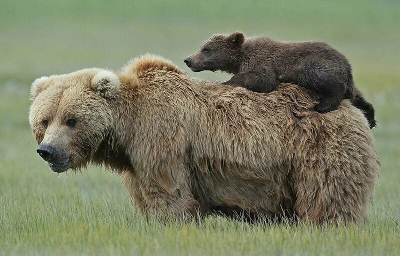Кто сильнее медведи или бурые медведи. Медведежена. Медведь женского рода. Медведь жена. Медвежонок женского рода.