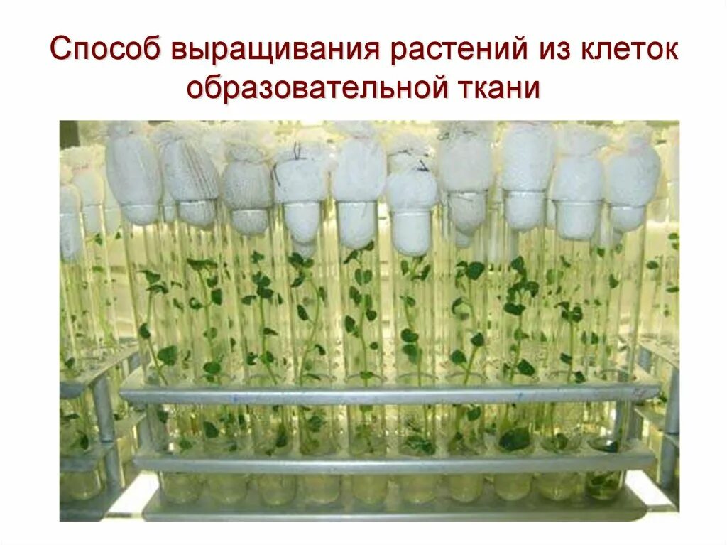 Микроклональное размножение картофеля. Лаборатория микроклональное размножение картофеля. Микроклональное размножение in vitro. Микроклональное размножение картофеля ин Витро.