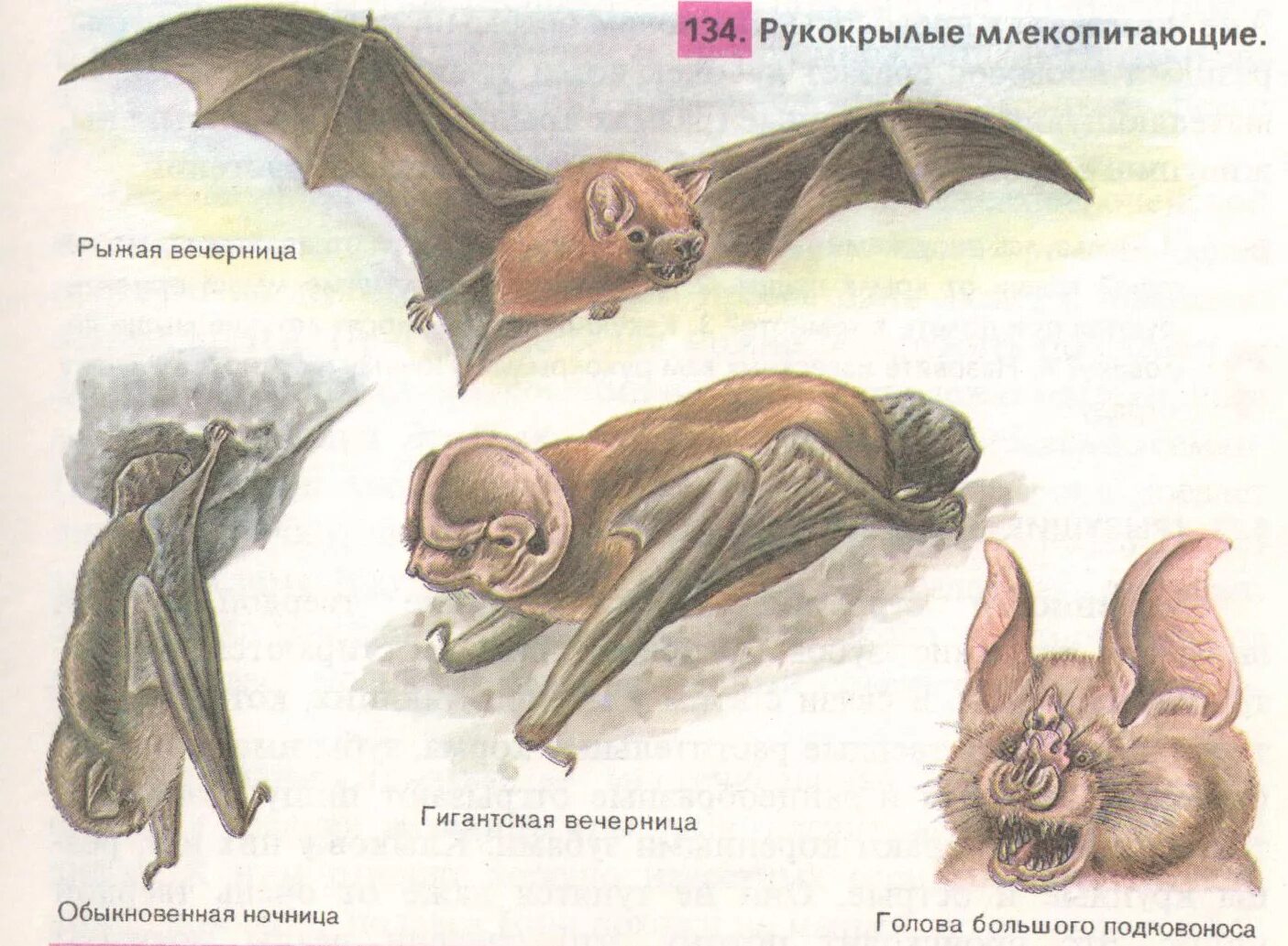 Рукокрылые млекопитающие примеры. Рыжая вечерница отряд млекопитающих. Летучая мышь гигантская вечерница. Отряд рукокрылые. Вечерница рукокрылая.