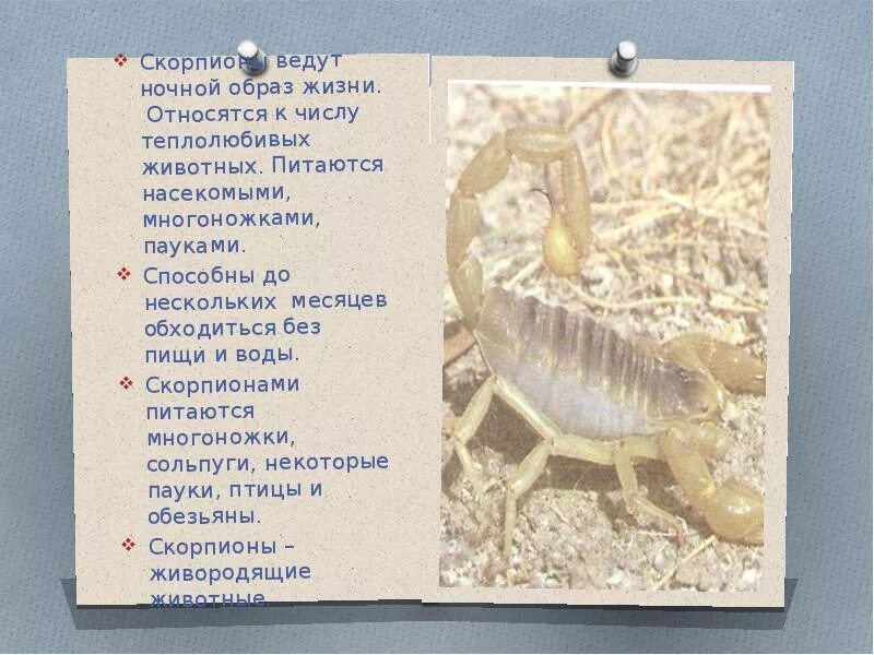 Скорпион какой класс животных. Образ жизни скорпионов. скорпион описание животного. образ жизни скорпионов кратко. императорские скорпионы образ жизни.