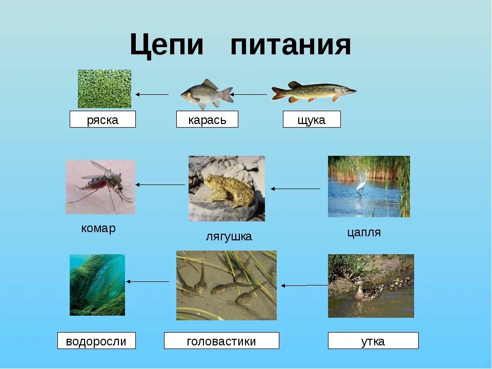 Схема цепи питания в пресных Водах. Цепь питания в пресных Водах 4 класс окружающий. Цепь питания в пресных Водах 4 класс схема. Схема цепи питания пресного водоема. Составить пищевую цепь озера