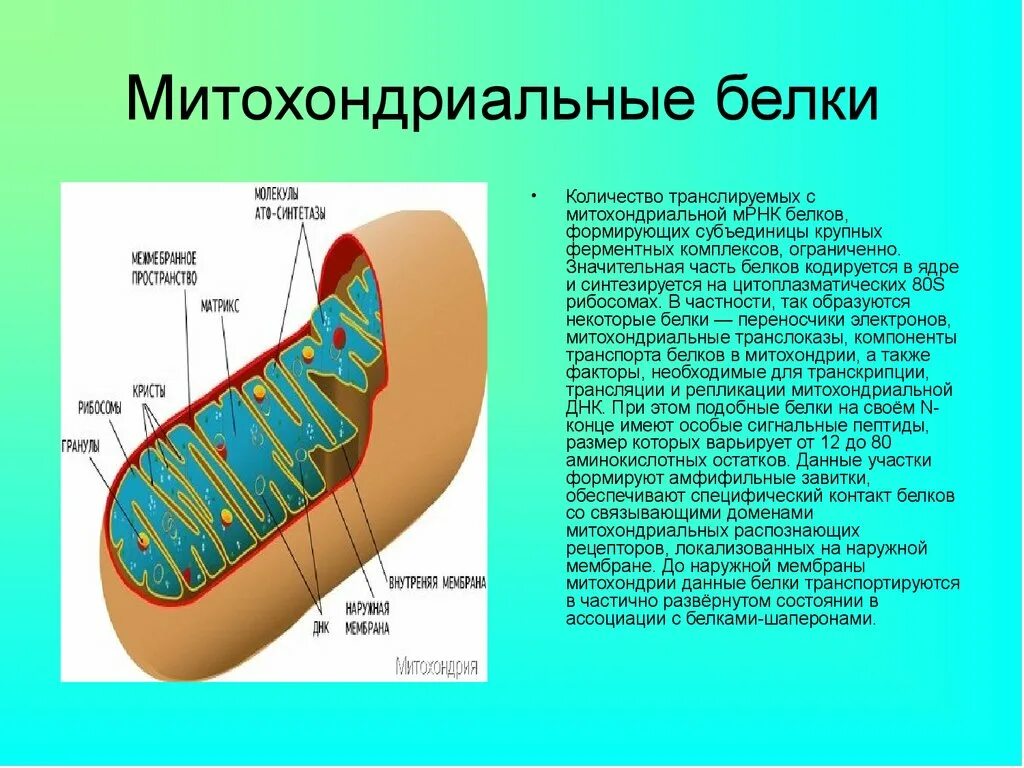 Биосинтез белка в митохондриях. Митохондрии порин. Синтез белка в митохондриях. Митохондрии функции МРНК. Функции митохондрии синтез белка