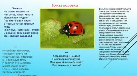 Божья коровка слова