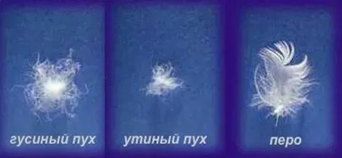Гусиный пух в пуховике до скольки градусов