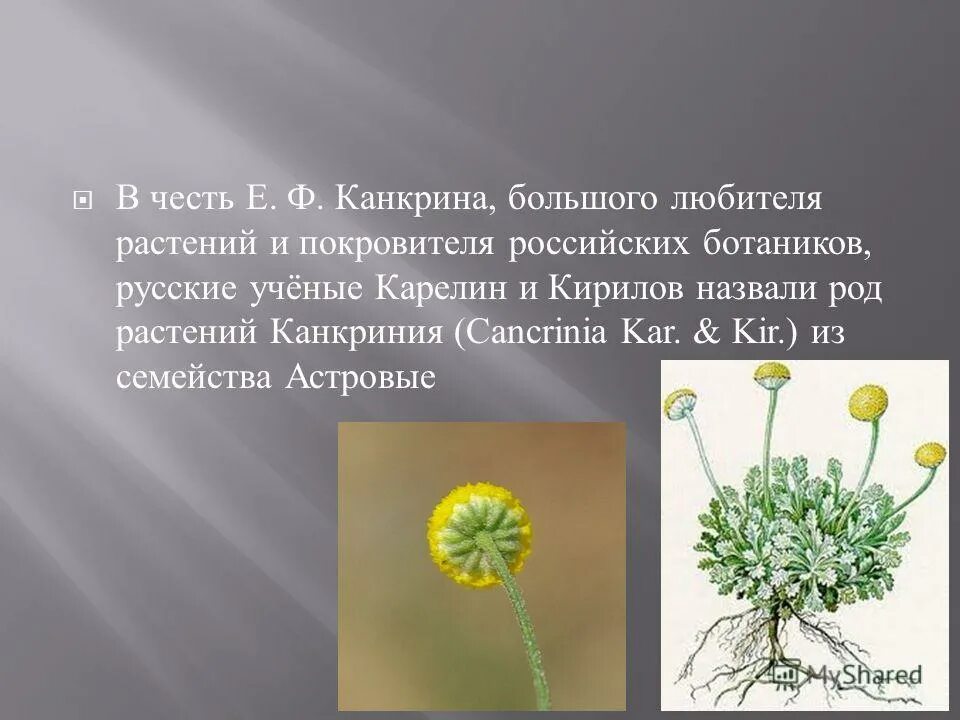 карл банг (karl bang. покровительница цветов. ползучий вереск. вереск calluna vulgaris. картины карл банг (karl bang).