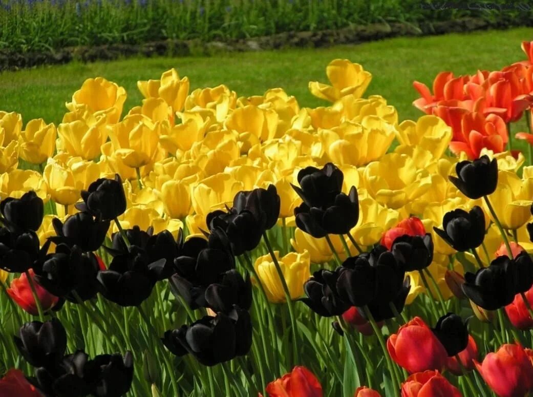 Необычные тюльпаны. Каких цветов бывают тюльпаны. N. Цвета тюльпанов. Мир тюльпанов.
