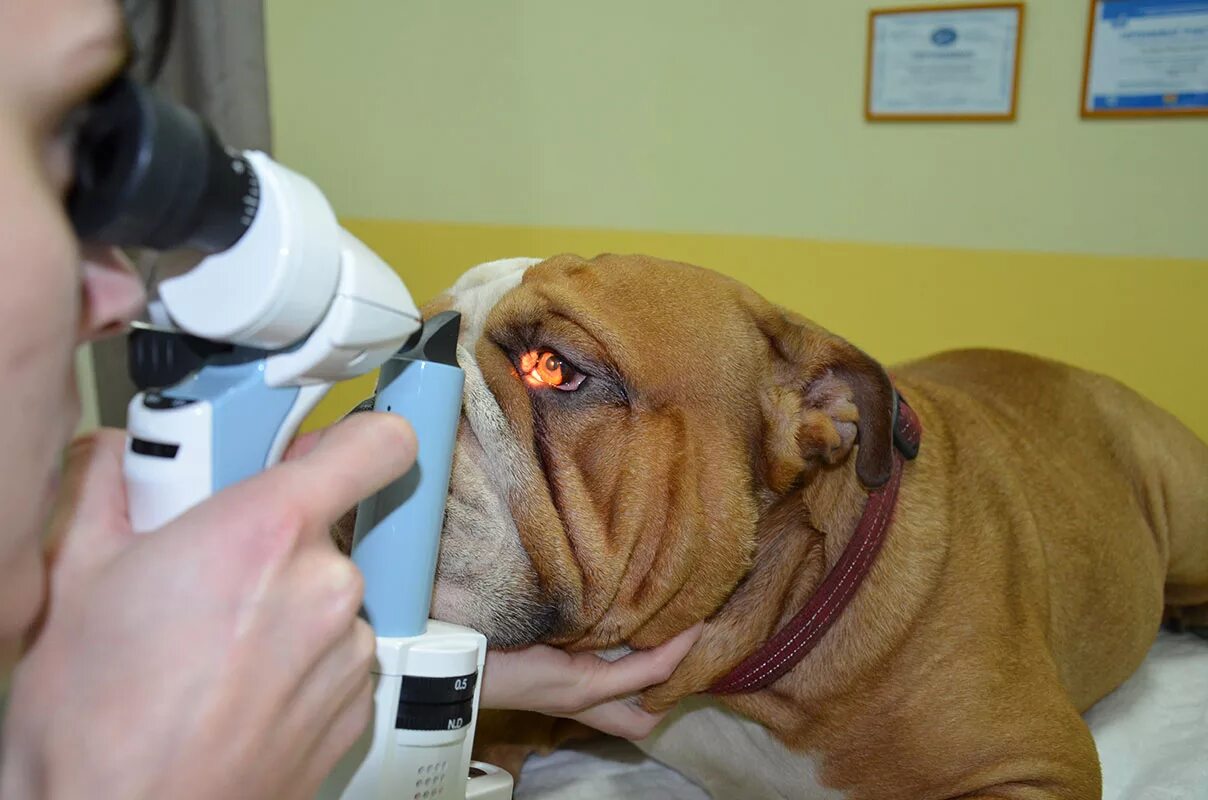 Операция на глаза собаке