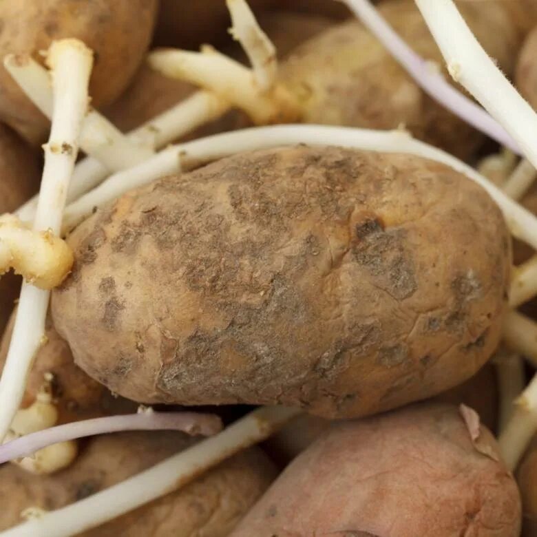 Отваривая картофель клубни опускаются в уже кипящую. Картофель с отростками. Ростки картофеля. Проросший картофель. Белые отростки на картошке.
