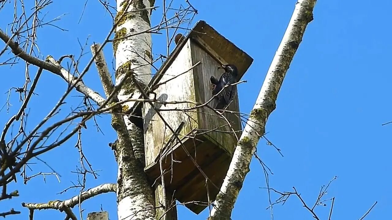 Скворечник весной. Скворчата в скворечнике. Скворечник в мае.