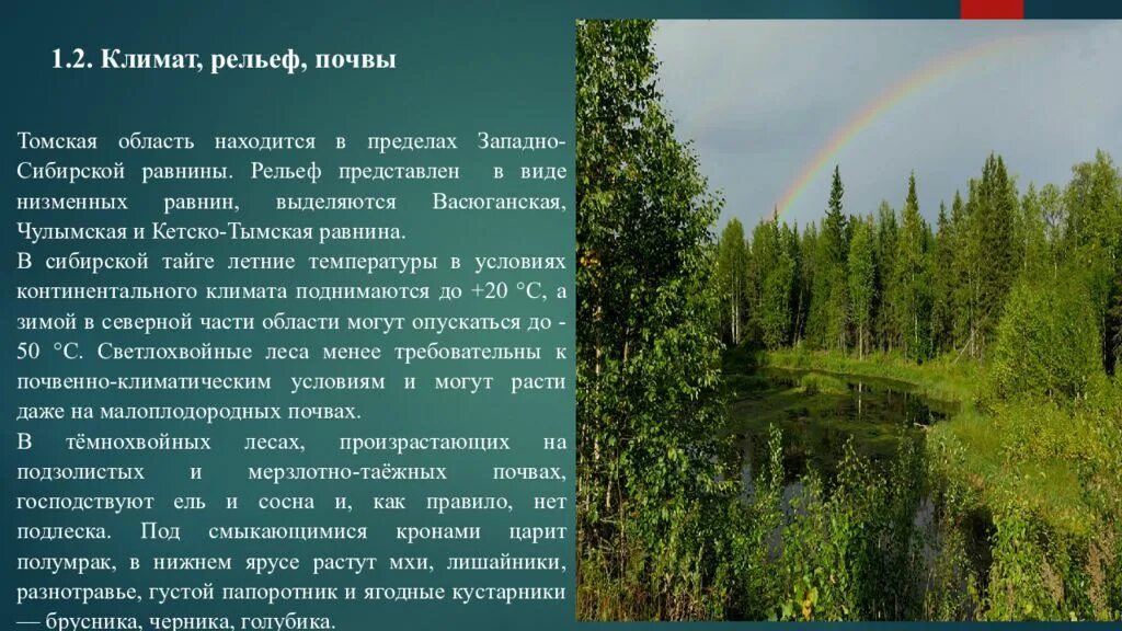 Климат тайги. Почвы Томской области. Рельеф Томской области. Западно Сибирская Тайга климат. Растительный и животный мир западно сибирской равнины